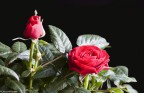Rose a Primavera