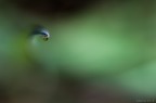 St