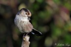 Cdibugnolo(Aegithalos caudatus)