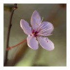 Fiore di prunus