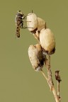 Close up: Diptera