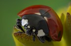 Coccinella