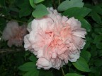 fiore