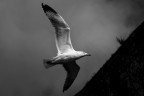 Nikon D60 + 105 macro sigma
1/2000 f5.6
ISO 200

La virata di un gabbiano catturata "al volo" dal castello di Lerici (SP)

Ho usato un B/N un po' pesante per questa foto e mi sembra sia diventata piuttosto malinconica, non che mi dipsiaccia ;)

Suggerimenti?

HD:
http://www.flickr.com/photos/87914887@N08/8626376049/lightbox/