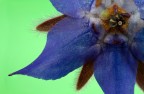 Fiore di campo