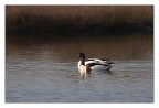Pn Circeo, 400mm+molti 1.4 :)
