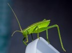 Tettigonia Virdissima Baby Tettigonia Virdissima Baby
