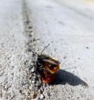 sempre dritto sempre dritto