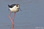 Cavaliere d'italia (Himantopus himantopus)