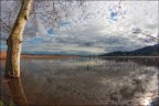 Riflessi nel padule