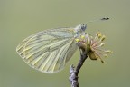 Prima Macro 2013