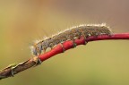 D7000+60micro  f16  t1/8  iso100
consigliata versione h.r.
http://img546.imageshack.us/img546/6008/302884large69184.jpg