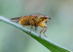 la mosca...