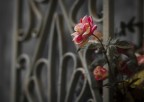 Canon EOS 60D + EF 85mm