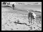 Dog beach
