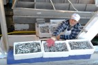 Porto di Rimini 2009 Un pescatore appena tornato in porto