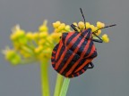 Heteroptera-Pentatomidae: Graphosoma lineatum Heteroptera-Pentatomidae: Graphosoma lineatum