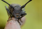 Morimus asper