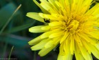 Prima &quot;macro&quot;