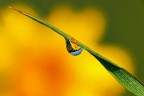 primavera