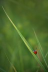 simply red