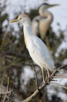 airone guardabuoi (Camargue)