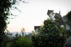 Doublecat