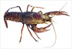 astacus astacus