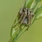 Agalenatea