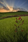 Red Flower