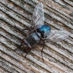 THE FLY