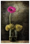 Il mio still life