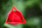 Tulipano
