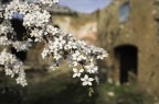 Fiorite rovine.
