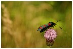 Zygaena erythrus