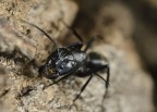 Formica