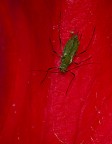 Brevicoryne Brassicae
