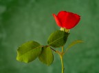 Rosellina