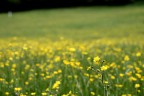Campo in fiore