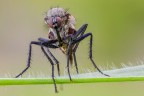 la mosca
