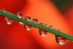 red passione