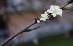 Ho fatto questa foto con una Nikon D5100 e il 18-105, ho inoltre utilizzato anche il flash e ho agito in pp per il bilanciamento del bianco e per rimuovere alcuni dettagli che disturbavano (seguendo i consigli di alcuni fotografi esperti).
Le critiche sono ben accette.