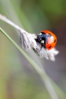 Macro con tubi di prolunga
