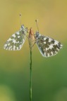 il duo pontia