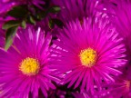 fiore