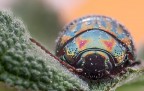 Oreina Cerealis