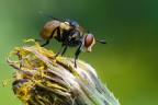 In mancanza di meglio: Phaonia subventa