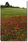 fiori di periferia