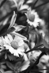 mamiya sekor sx 1.8 55mm
fomapan 100@400
dektol