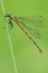 Pyrrhosoma nymphula femmina